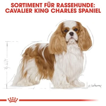 ROYAL CANIN Cavalier King Charles Adult 7,5 Kg – Bild 4