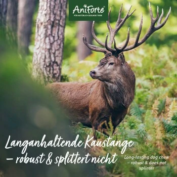 Aniforte Hochland Hirschgeweih Large – Bild 7