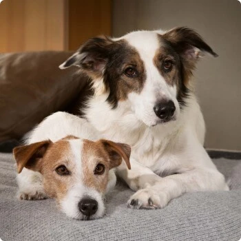 SELECT GOLD Sensitive Maxi Junior Insekt 12kg – Bild 4