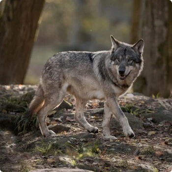 REAL NATURE WILDERNESS Mini Adult Mischfütterungs-Set 7tlg. – Bild 4